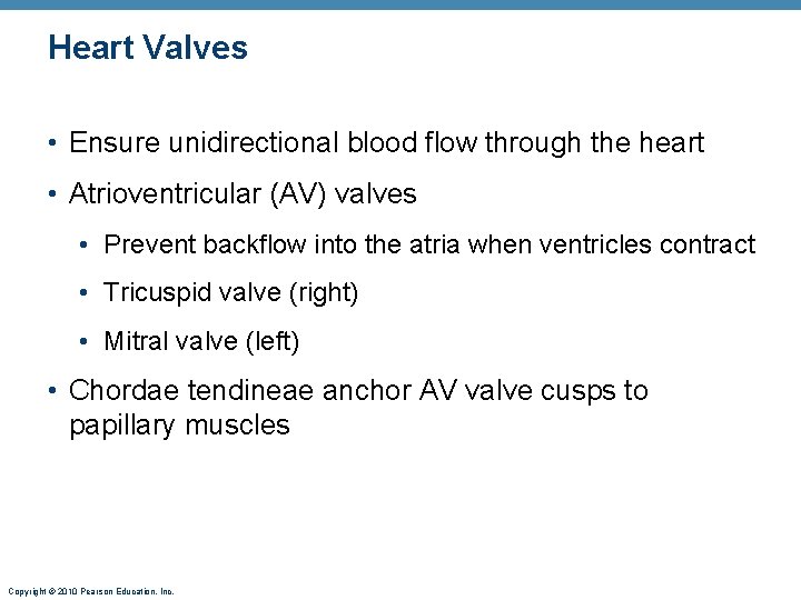 Heart Valves • Ensure unidirectional blood flow through the heart • Atrioventricular (AV) valves