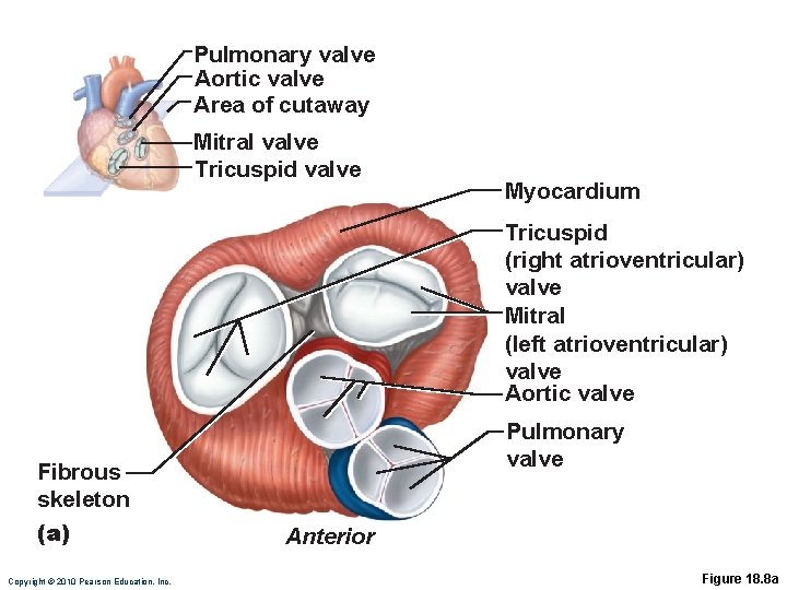 Myocardium Pulmonary valve Aortic valve Tricuspid Area of cutaway (right atrioventricular) Mitral valve Tricuspid