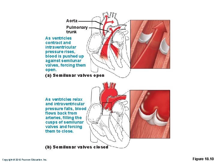 Aorta Pulmonary trunk As ventricles contract and intraventricular pressure rises, blood is pushed up