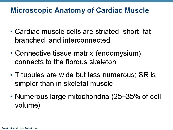 Microscopic Anatomy of Cardiac Muscle • Cardiac muscle cells are striated, short, fat, branched,