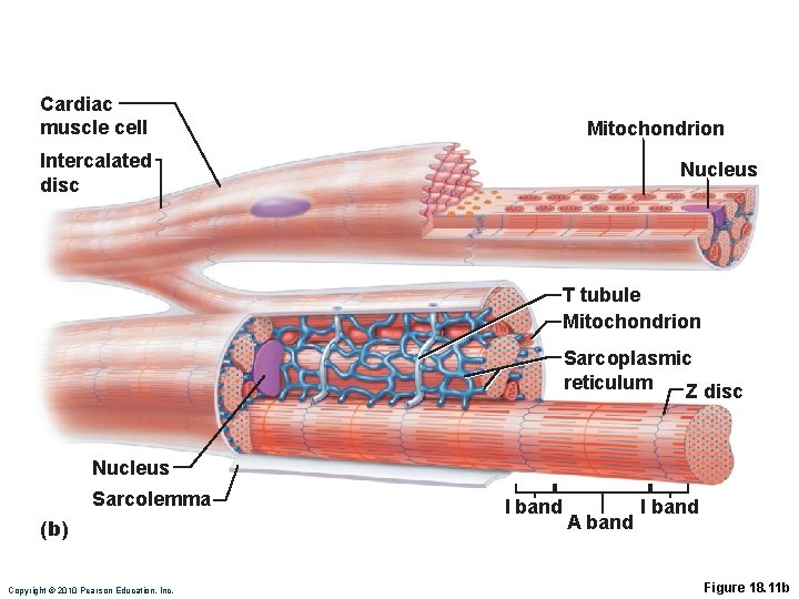 Cardiac muscle cell Mitochondrion Intercalated disc Nucleus T tubule Mitochondrion Sarcoplasmic reticulum Z disc
