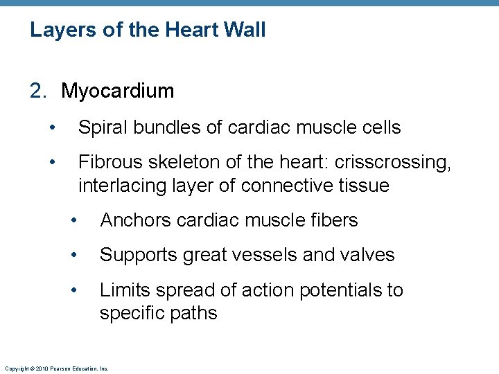 Layers of the Heart Wall 2. Myocardium • Spiral bundles of cardiac muscle cells