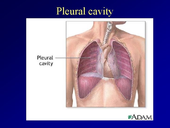 Pleural cavity 