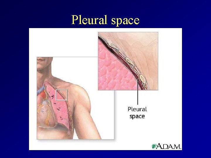 Pleural space 