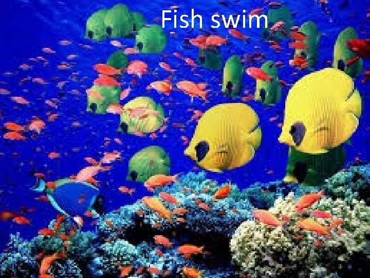 Fish swim 