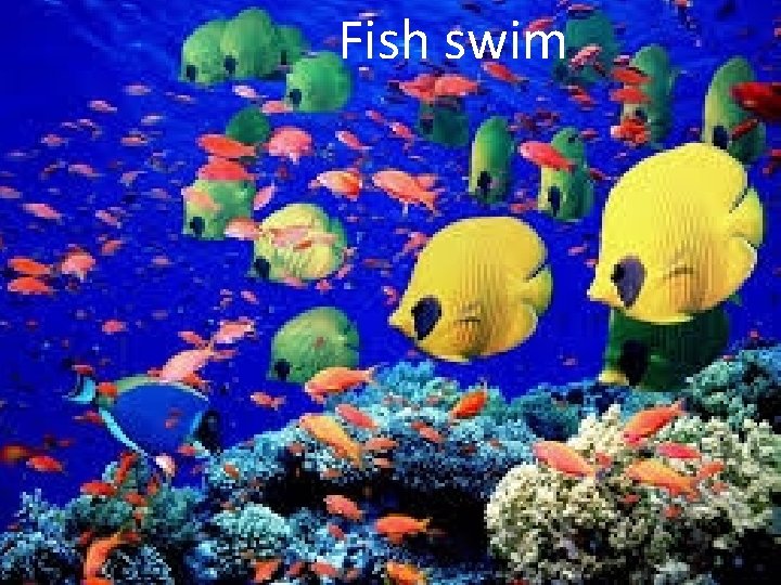 Fish swim Fish swim