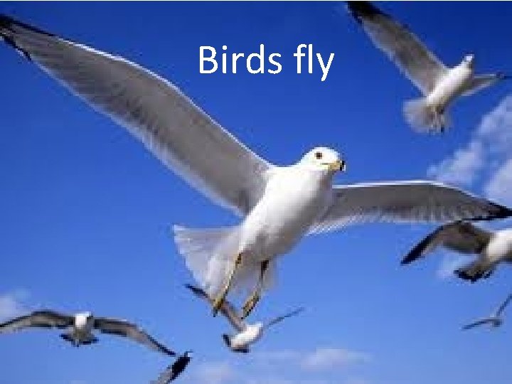 Birds fly 