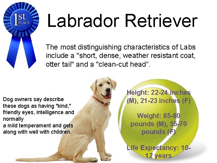 Labrador Retriever The most distinguishing characteristics of Labs include a "short, dense, weather resistant