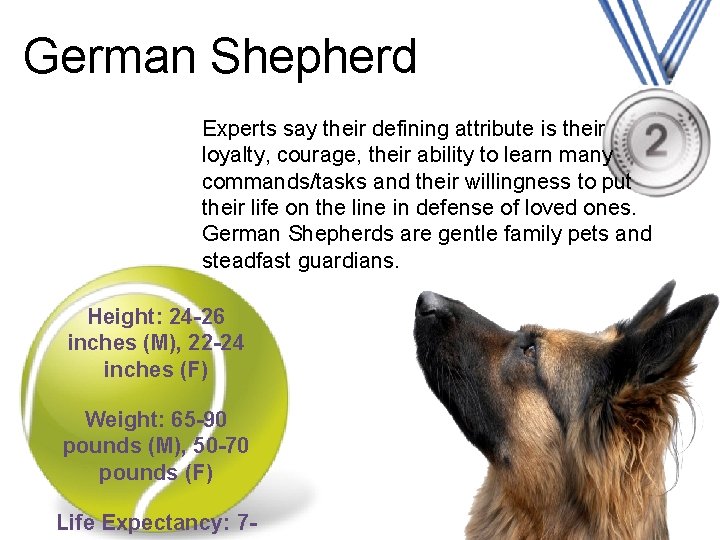 German Shepherd Experts say their defining attribute is their loyalty, courage, their ability to