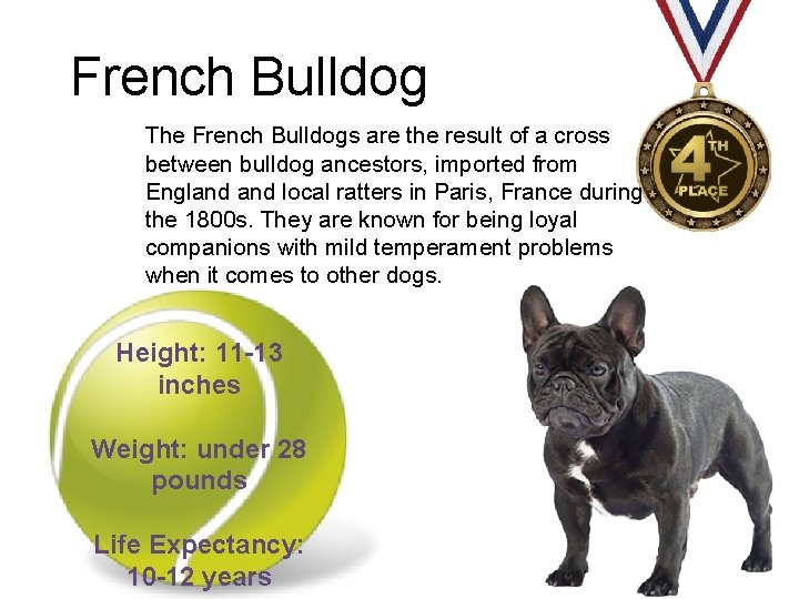 French Bulldog The French Bulldogs are the result of a cross between bulldog ancestors,