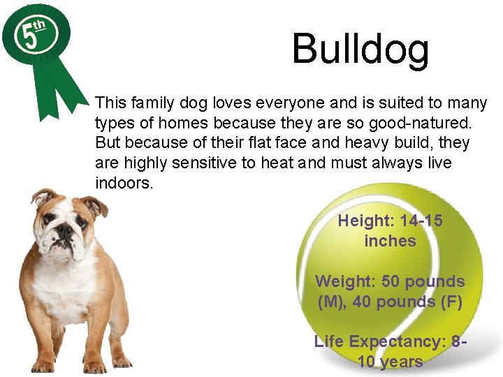 Bulldog This family dog loves everyone and is suited to many types of homes
