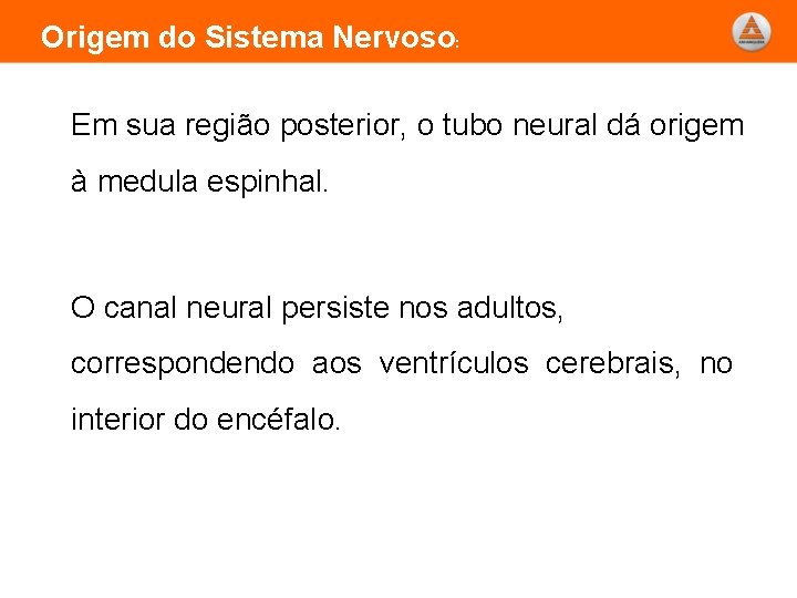 Origem do Sistema Nervoso: Em sua região posterior, o tubo neural dá origem à