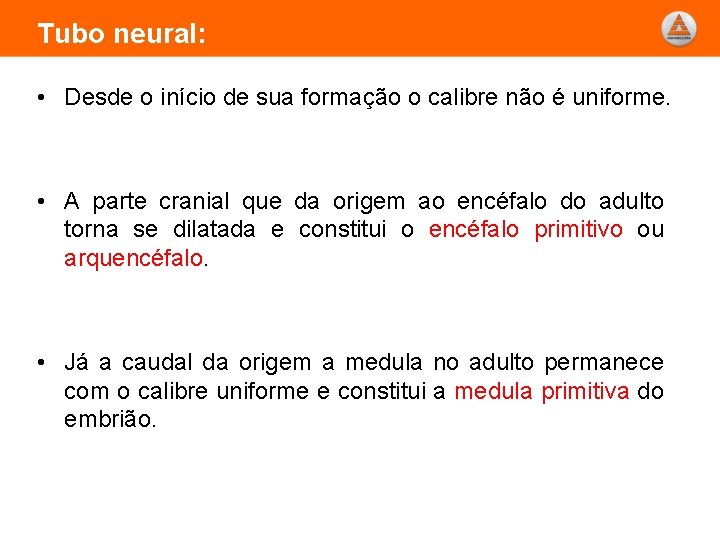 Tubo neural: • Desde o início de sua formação o calibre não é uniforme.
