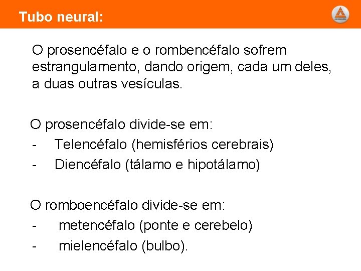 Tubo neural: O prosencéfalo e o rombencéfalo sofrem estrangulamento, dando origem, cada um deles,