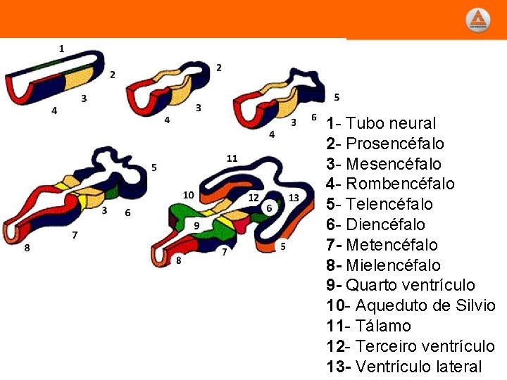 1 - Tubo neural 2 - Prosencéfalo 3 - Mesencéfalo 4 - Rombencéfalo 5