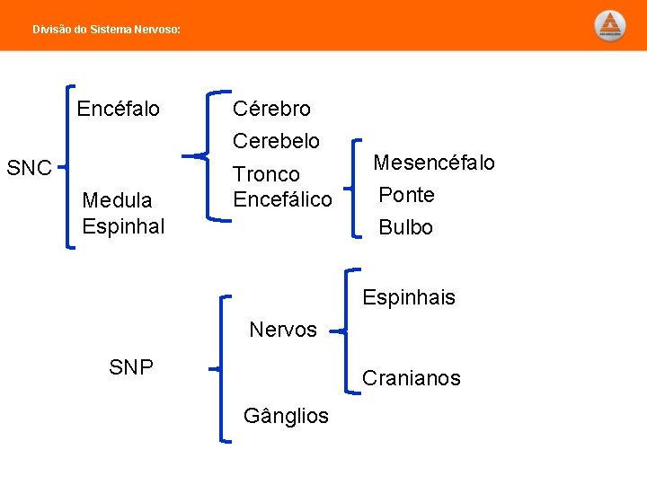 Divisão do Sistema Nervoso: Encéfalo Cérebro Cerebelo SNC Medula Espinhal Tronco Encefálico Mesencéfalo Ponte