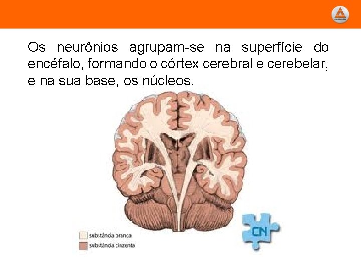 Os neurônios agrupam-se na superfície do encéfalo, formando o córtex cerebral e cerebelar, e