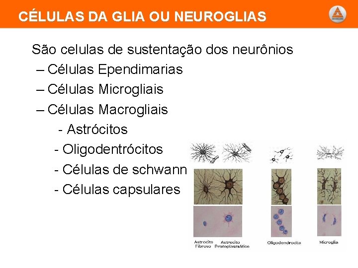 CÉLULAS DA GLIA OU NEUROGLIAS São celulas de sustentação dos neurônios – Células Ependimarias