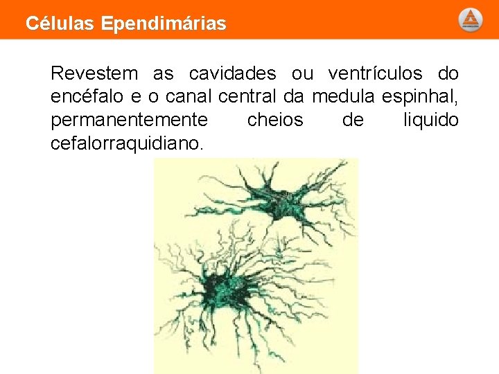 Células Ependimárias Revestem as cavidades ou ventrículos do encéfalo e o canal central da