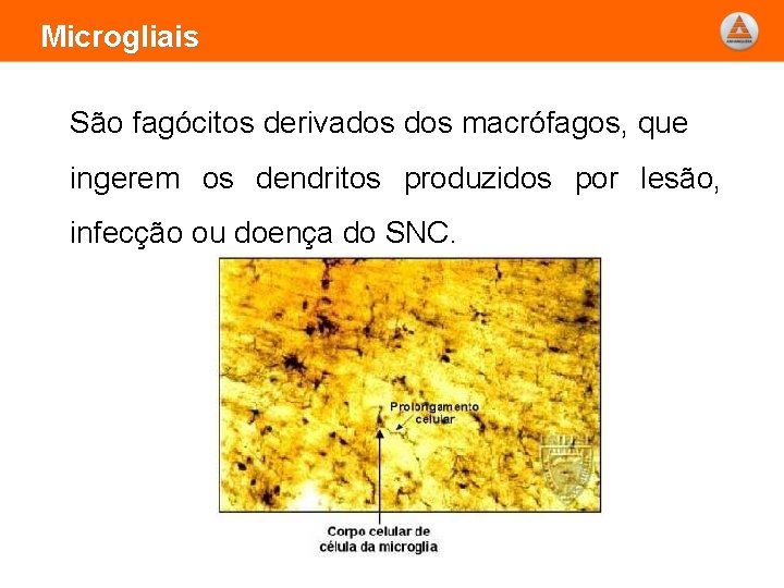Microgliais São fagócitos derivados macrófagos, que ingerem os dendritos produzidos por lesão, infecção ou