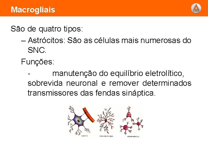 Macrogliais São de quatro tipos: – Astrócitos: São as células mais numerosas do SNC.