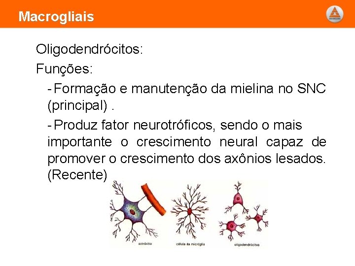 Macrogliais Oligodendrócitos: Funções: - Formação e manutenção da mielina no SNC (principal). - Produz