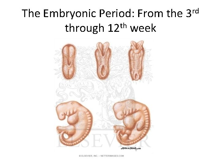 The Embryonic Period: From the 3 rd through 12 th week 