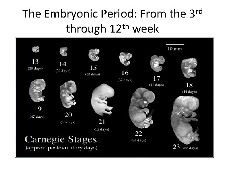 The Embryonic Period: From the 3 rd through 12 th week 