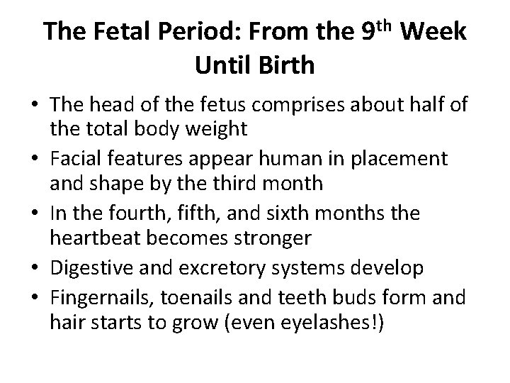 The Fetal Period: From the 9 th Week Until Birth • The head of