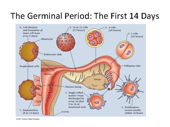 The Germinal Period: The First 14 Days 