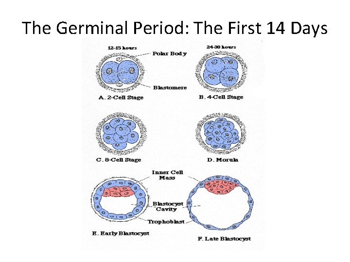 The Germinal Period: The First 14 Days 