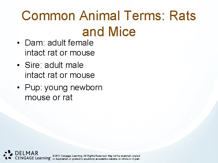 Common Animal Terms: Rats and Mice • Dam: adult female intact rat or mouse