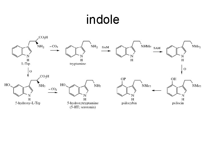 indole 