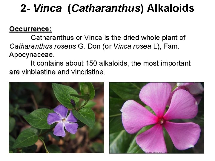 2 - Vinca (Catharanthus) Alkaloids Occurrence: Catharanthus or Vinca is the dried whole plant