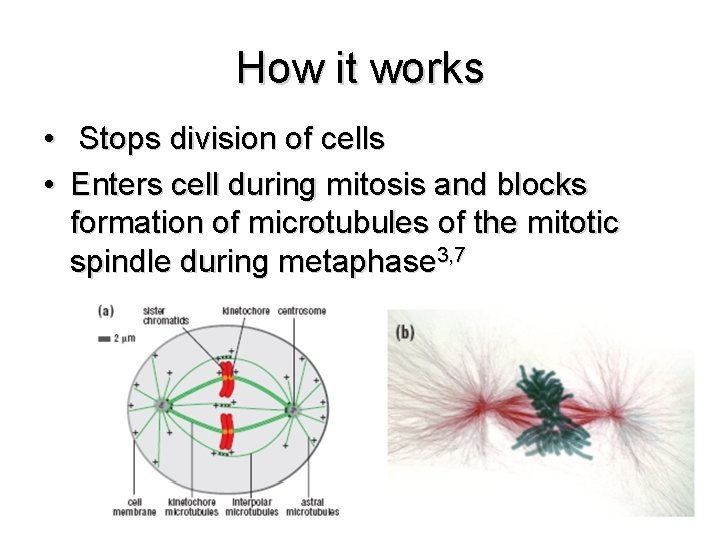 How it works • Stops division of cells • Enters cell during mitosis and