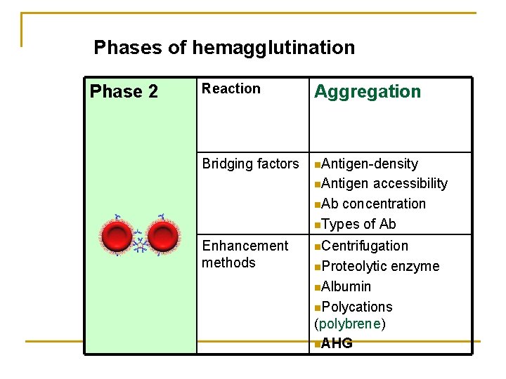 Phases of hemagglutination Phase 2 Reaction Aggregation Bridging factors n. Antigen-density n. Antigen accessibility