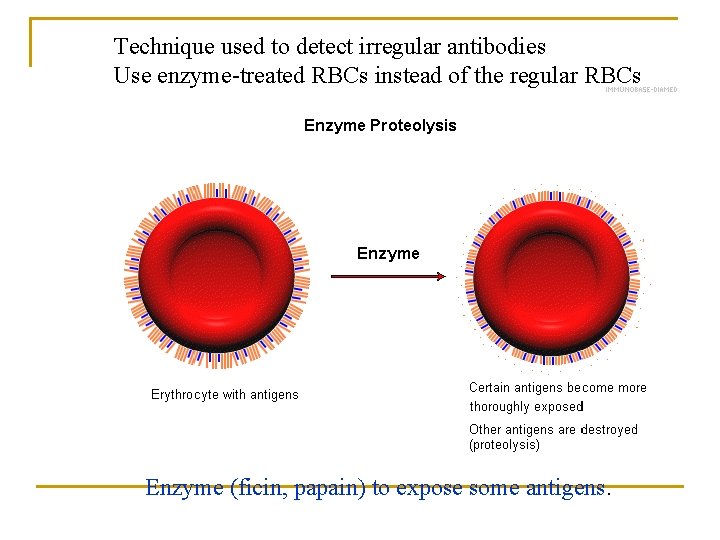 Technique used to detect irregular antibodies Use enzyme-treated RBCs instead of the regular RBCs