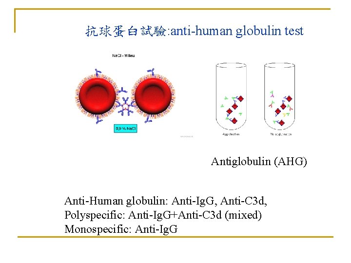 抗球蛋白試驗: anti-human globulin test Antiglobulin (AHG) Anti-Human globulin: Anti-Ig. G, Anti-C 3 d, Polyspecific: