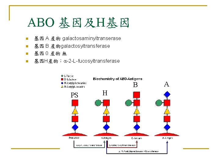 ABO 基因及H基因 n n 基因 A 產物 galactosaminyltranserase 基因 B 產物galactosyltransferase 基因 0 產物