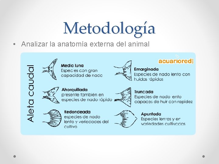 Metodología • Analizar la anatomía externa del animal 