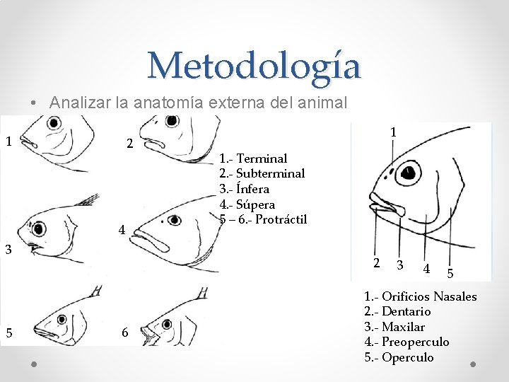 Metodología • Analizar la anatomía externa del animal 1 2 4 3 5 1