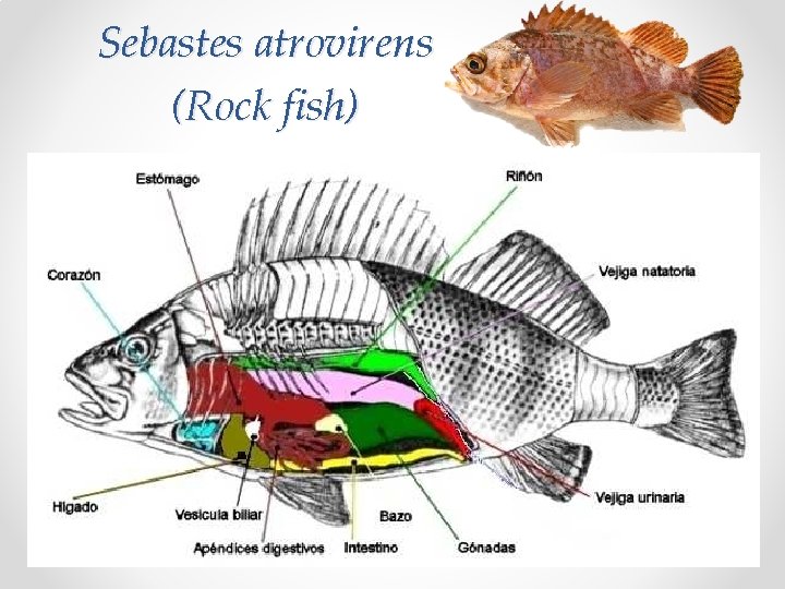 Sebastes atrovirens (Rock fish) 