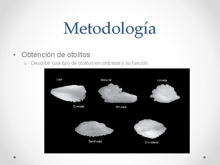 Metodología • Obtención de otolitos o Describir cual tipo de otolitos encontraste y su