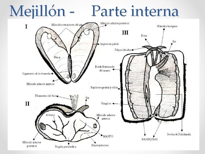 Mejillón - Parte interna 