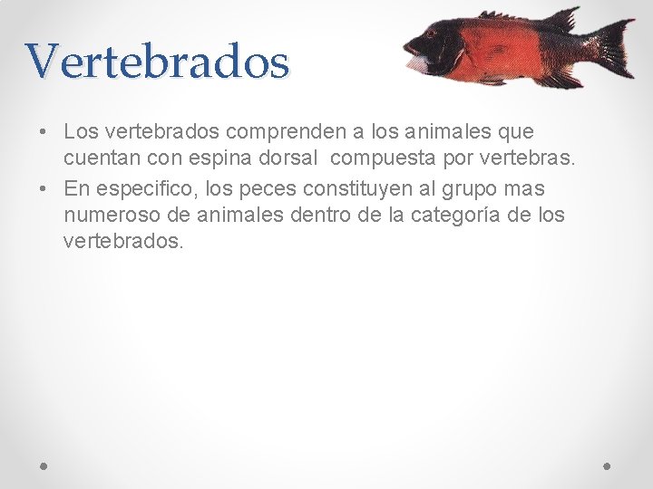 Vertebrados • Los vertebrados comprenden a los animales que cuentan con espina dorsal compuesta