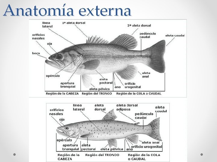 Anatomía externa 