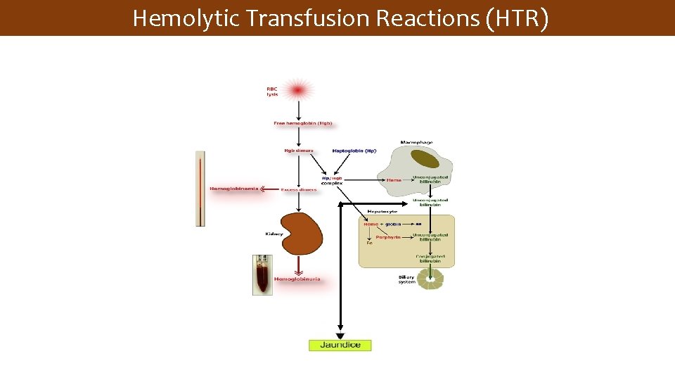  Hemolytic Transfusion Reactions (HTR) 