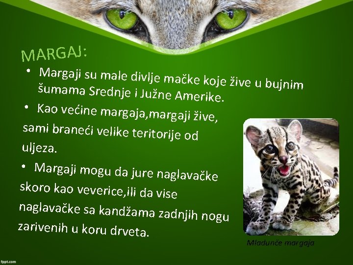 MARGAJ: • Margaji su male divlje m ačke koje žive u bujnim šumama Srednje