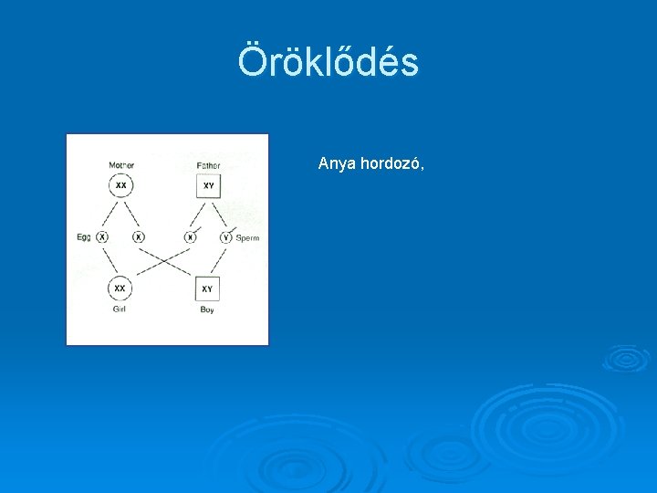 Öröklődés Anya hordozó, 