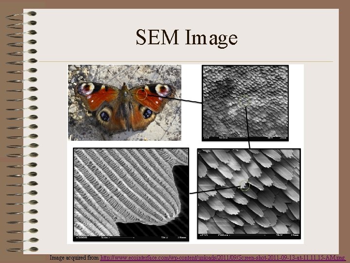 SEM Image acquired from http: //www. ecointerface. com/wp-content/uploads/2011/09/Screen-shot-2011 -09 -13 -at-11. 15 -AM. png